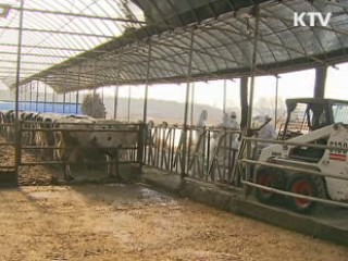 구제역 백신 접종 대상 전국 확대