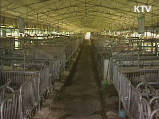 씨돼지·어미돼지 21만마리 백신 접종