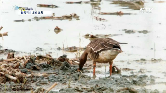 천연기념물 게리…생생한 모습 포착