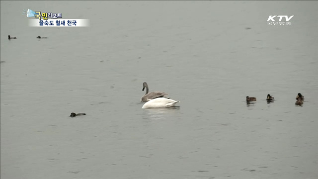 철새의 보고 을숙도…탐조객 유혹