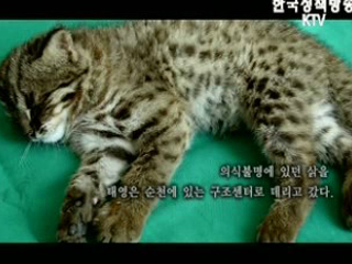 문화의 창