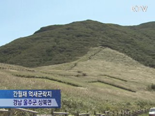 영남알프스 억새물결 장관