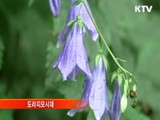 강원 점봉산, 희귀식물의 '보고'