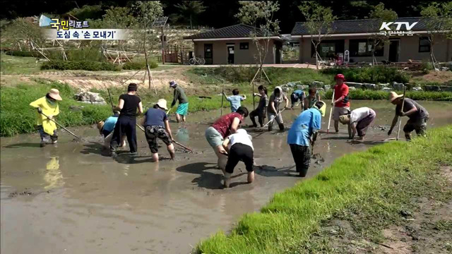 도심텃밭에서 모심고 벼 가꾸기