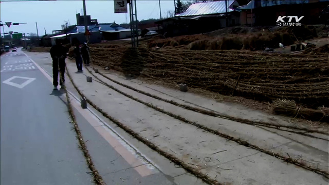 줄다리기 유네스코 유산 등재, 이르면 내일 결정