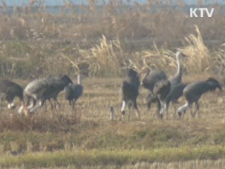 겨울 철새 개체 수 늘었다