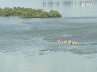 녹조 전국 확산···환경당국 총력 차단