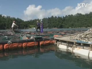 충남 서해안 사상 첫 적조주의보 발령