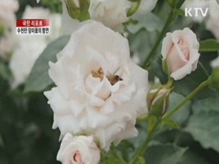 서울대공원, 수천만 장미꽃의 향연 [국민리포트]