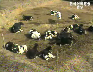 국내 낙농가 10년만에62% 감소