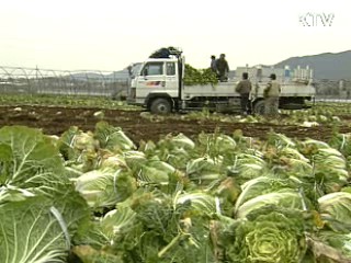 당정, 배추 매점매석 단속 강화