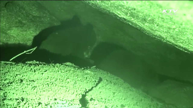 지리산 반달가슴곰 5마리 출산…'완벽 적응'