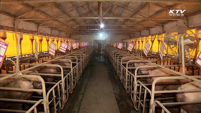 '구제역' 전북 돼지 '반출금지'…확산 차단