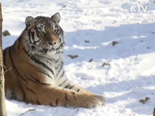 2010 경인년 '호랑이 영상'