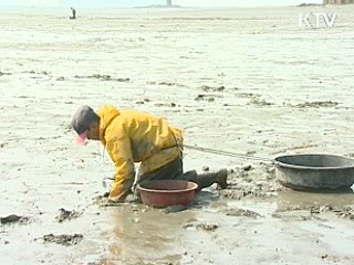 갯벌 수산물, 명품으로 거듭난다