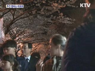 진해 군항제 벚꽃 절정…주말 100만명 운집