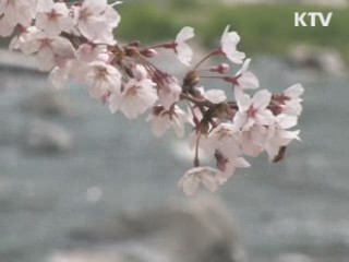 KTV NEWS 13 (3회)