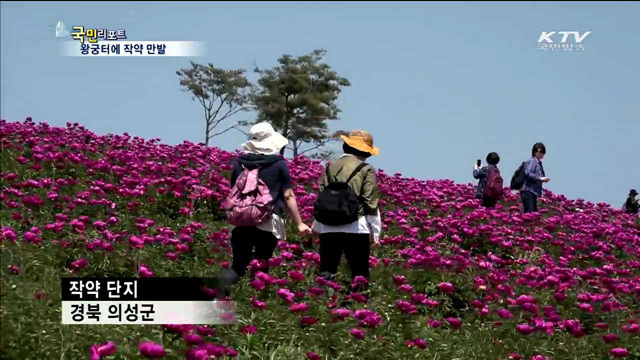 의성 조문국 사적지 작약꽃 향연