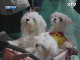 1천만 애견인의 축제' 국제애완동물박람회 [캠퍼스 리포트]