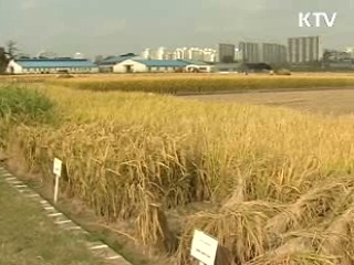 농작물 재해보험에 '벼' 추가