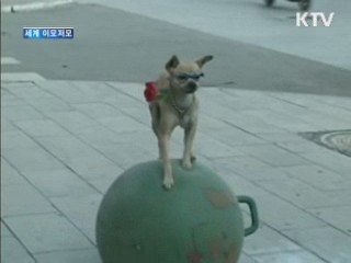 스쿠터 타는 두 살배기 강아지