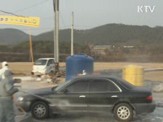 구제역 위기경보 '심각' 단계로 격상