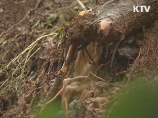 폭우 피해 속출…비상대응체제 돌입