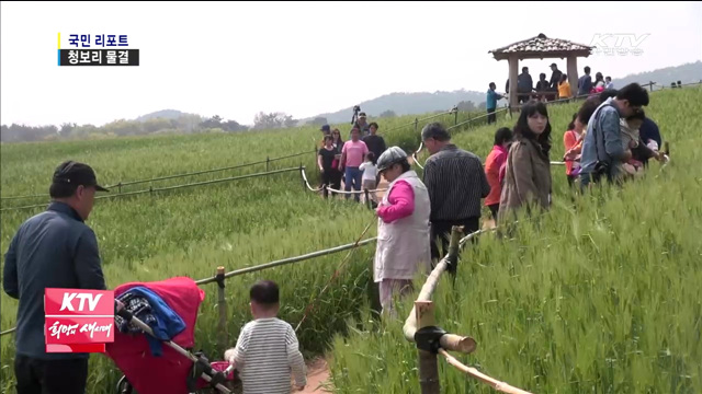 청보리밭 속의 봄의 향연