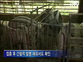 "영천 구제역, 기존 바이러스 잔존 추정"