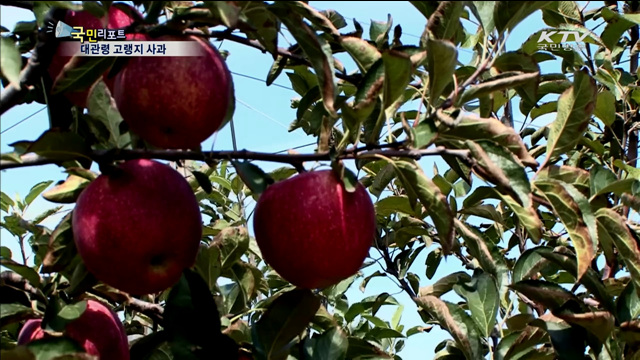 사과 재배지 북상…대관령에서도 재배