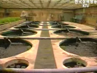 내수면발전 종합대책