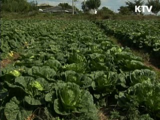 "채소값 폭등 4대강 연관설 사실무근"