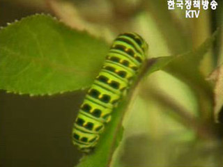 멸종위기 곤충복원 생태연구소 활약