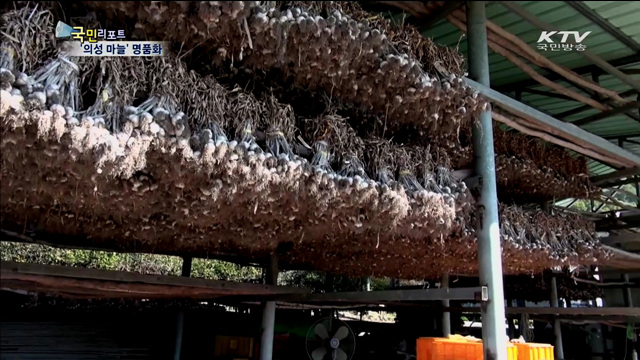 의성 마늘 명품화…농가소득 올린다