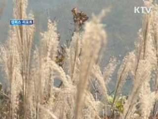 홍성 오서산 억새 '은빛물결' [캠퍼스 리포트]