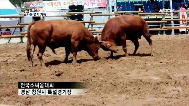 전국 싸움소 총집결…박진감·재미 가득