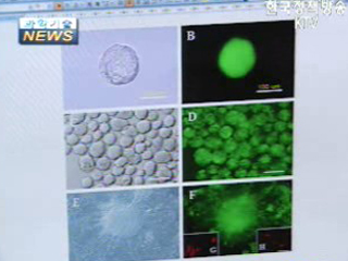활기 찾은 줄기세포 연구
