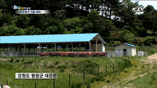 대관령 기온 뚝…겨우살이 채비로 분주