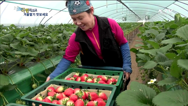 겨울딸기 '설향' 고소득 작목으로 인기