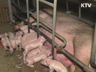 청송 돼지 구제역 검사 결과 '음성'