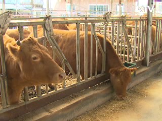 경북 영양 구제역 의심 한우 '음성' 판정