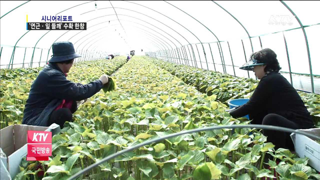 대구 특산물 '연근·잎 들깨' 수확 한창