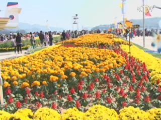 마산만, 1억송이 국화 대향연 [캠퍼스 리포트]