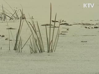 우포늪 세계유산 잠정목록 등재 신청