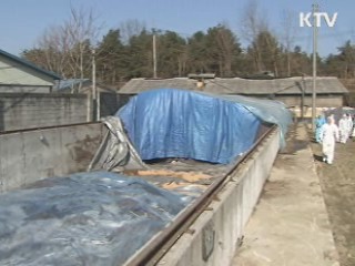 "최근 1주일새 구제역 의심신고 없었다"