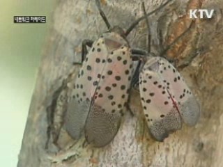 꽃매미 출몰...경남 함안군 긴급 방제