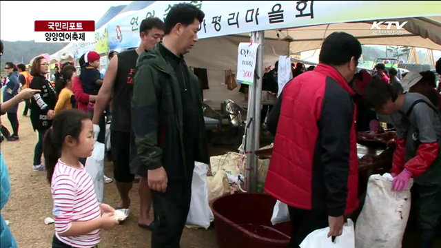 "연어가 돌아왔어요" 양양 연어축제 [국민리포트]