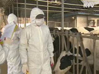 구제역 백신접종 지속 여부, 향후 상황 봐가며 결정