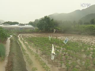 태풍 무이파 영향…강풍·폭우 피해 속출