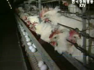 전북 익산서 조류독감 의심 바이러스 발견